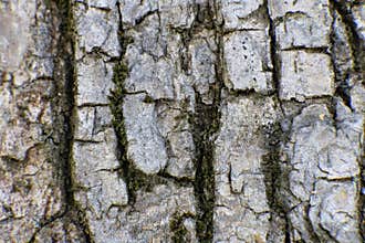 Tree Bark with Moss – Organic Green Texture Background