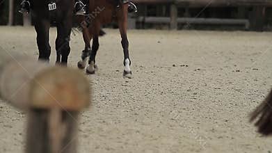 Show jumping with horses