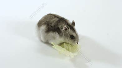 Hamster