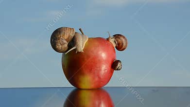 Red apple on mirror and snails