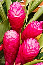 Red ginger flowers