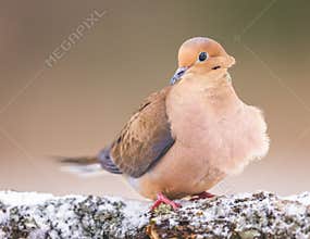 A Mourning Dove On A Winter Day