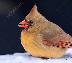 A Female Northern Cardinal In The Snow