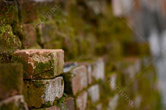 Old mossy brick wall texture