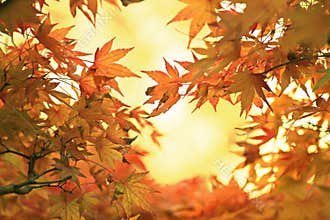 Illuminated golden maple leaves in october