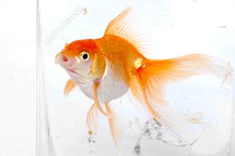 Gold fish