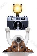 Dog photographer