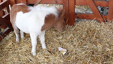 Cute pony horse baby