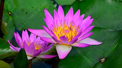 Water lily and bumble bee