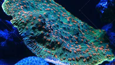 space invader chalice lps coral, fluorescent polyp in stress, animal grow on live rock, expensive demanding pet for aquarist, LED