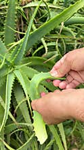 hand of senior woman touching the aloe vera plant