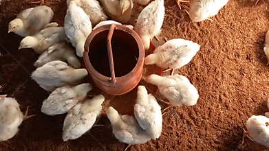 Newborn broiler chickens happily enjoying their feed in the poultry farm