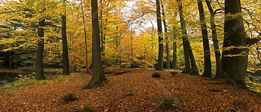 Golden nature