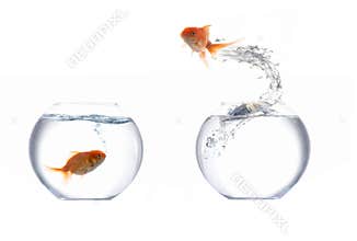 Jumping golden fish