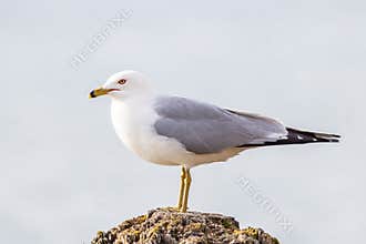 A Ring-Billed Gull Sitting On A Post