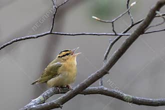 A Worm-Eating Warbler Singing