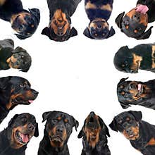 Rottweilers