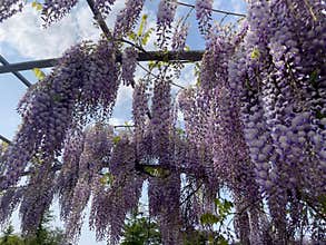 Blooming Wisteria Sinensis with scented classic purple flowersin full bloom in hanging racemes on the wind closeup