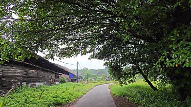 Diminishing perspective road with bushy grass and shady tree by the side lane.