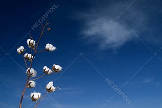 Cotton branch