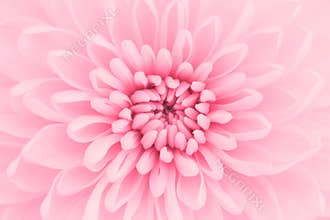 Pink chrysanthemum