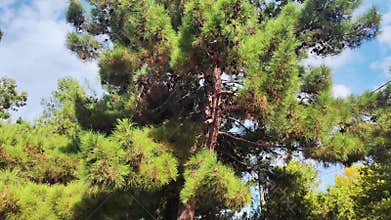 Beautiful Siberian cedar with green fluffy crown and cones