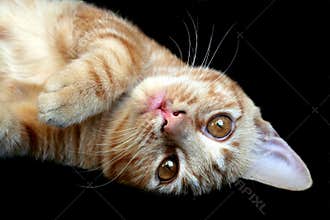 Candid cat portrait