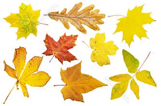 Autumn leaves