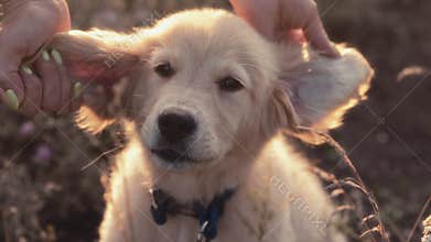 Woman gently plays with Golden Retriever Puppy. Dog's ears, pup enjoys the attention. Authentic Moment captures