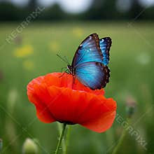 Blue morpho butterfly on red poppy