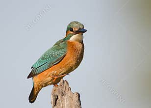 Alcedo atthis
