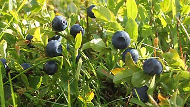 Bilberry bush