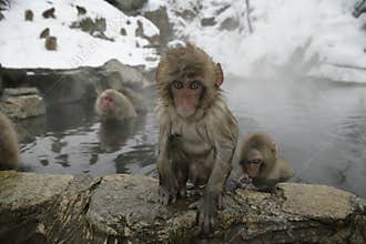 Snow monkey or Japanese macaque, Macaca fuscata