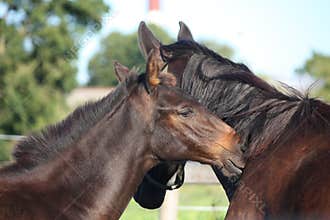 Brown foal nuzzling his mother