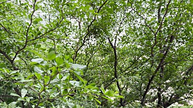 Ivory coast almond or Black afara tree Green leaves in the garden