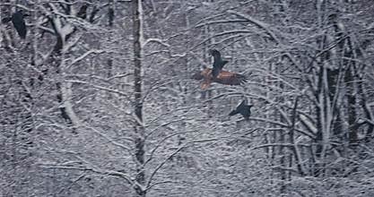 Batlle of eagle,buzzard,black ravens fly and fight in winter forest with snow