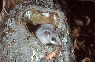 Edible or Fat dormouse, Glis glis