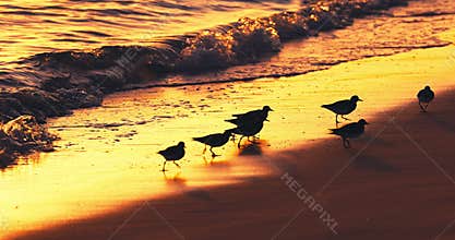 Birds silhouettes on the sea shore sand against golden sunset light and gentle waves on the beach
