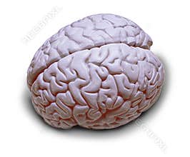 Human Brain Isolated