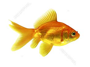Goldfish
