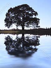 Fall Oak Tree