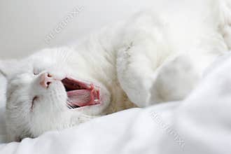 White cat
