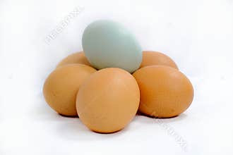 One blue-green duck egg among brown eggs on a white background.