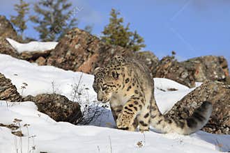 Snow Leopard on Prowl