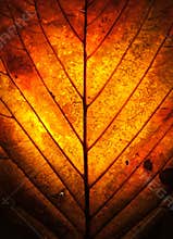 Autumn Leaf