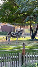 A zebra at the zoo walks around its enclosure. vertical video