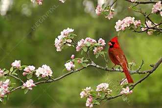 Cardinal