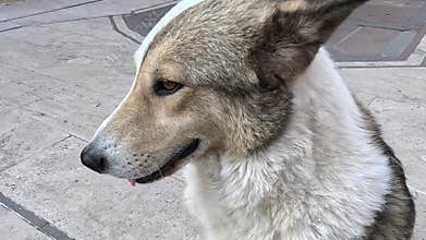 Dog, Petting, Fur - Closeup of a dog being petted on the head.