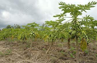 Papaya tree