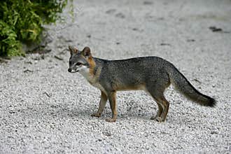 Gray fox, Urocyon cinereoargenteus
